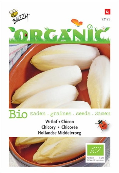 Chicory Witloof BIO (Cichorium) 300 seeds